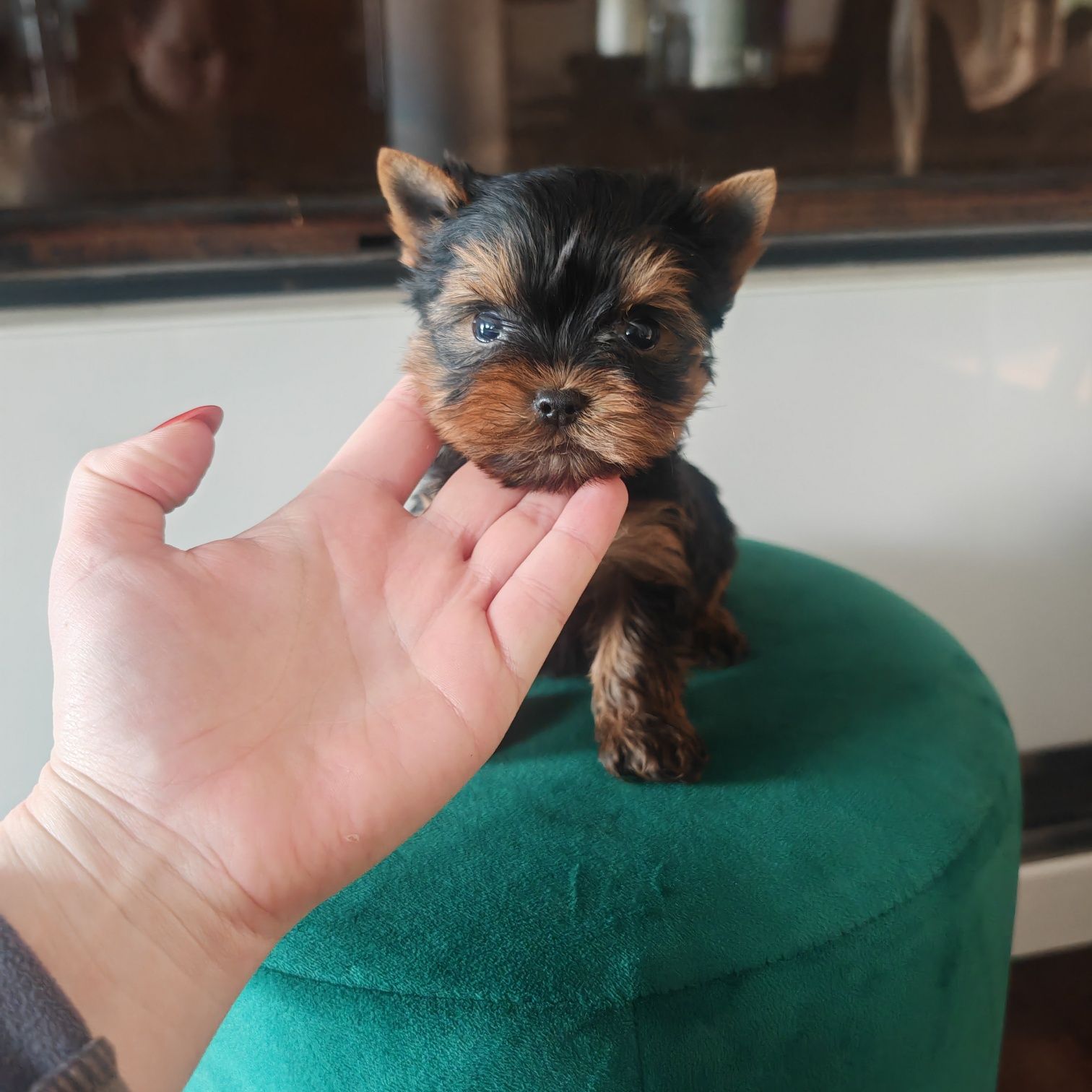 York Yorkshire terrier Typ laleczki rodowód microchip wyprawka