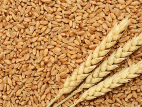 Продам ячмінь та пшеницю урожай 2023