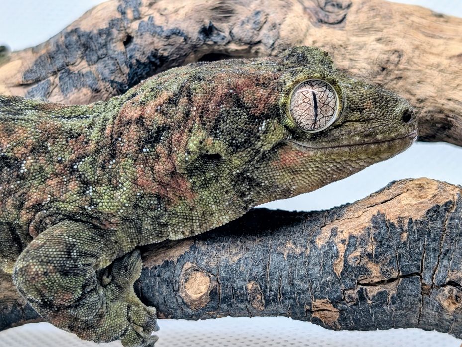 Gekon omszały samiec maindland Black week