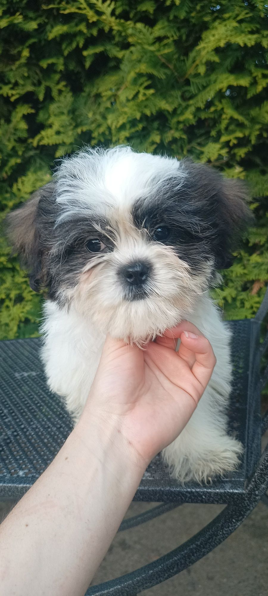 Mal shi, komplet szczepień ( maltańczyk, shih tzu)