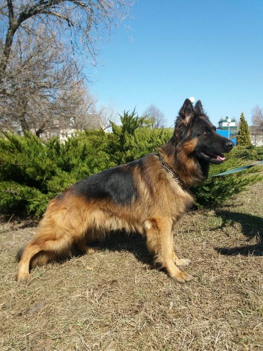 Кобель немецкой овчарки