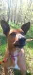 Tytus w typie rhodesian ridgeback szuka domu