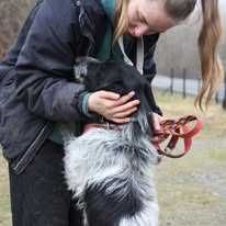 Poznaj Lolka, pies Lolek, adopcja, oddam psa, psy ze schroniska