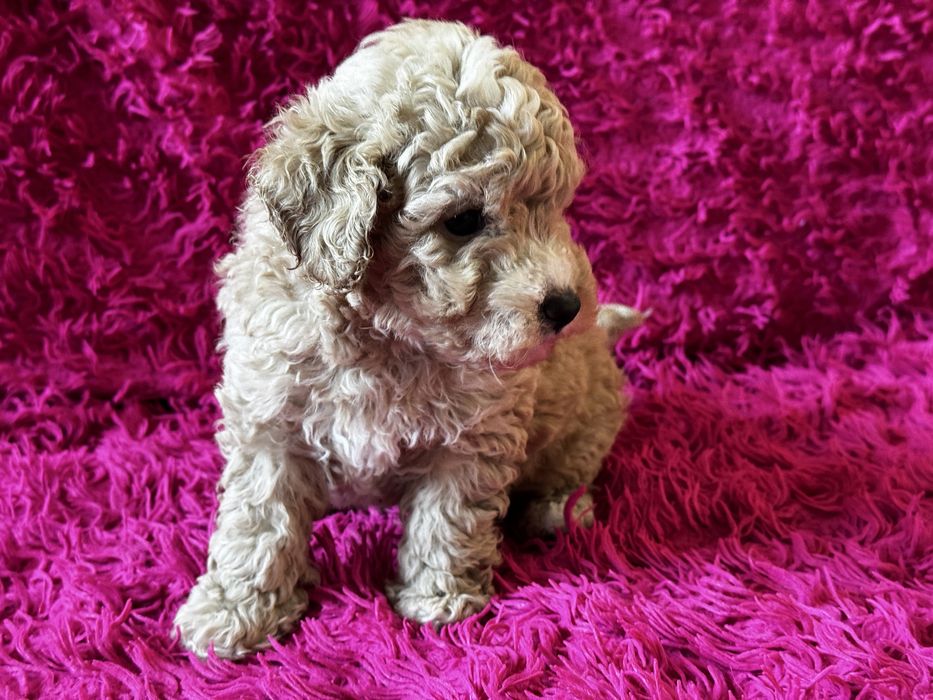 Bichpoo piesek Tofik