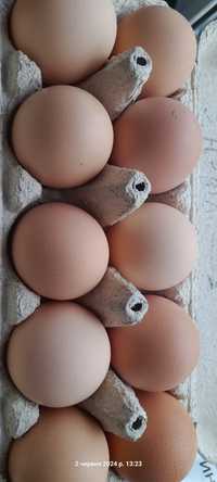 Яйця Світлої Брами
