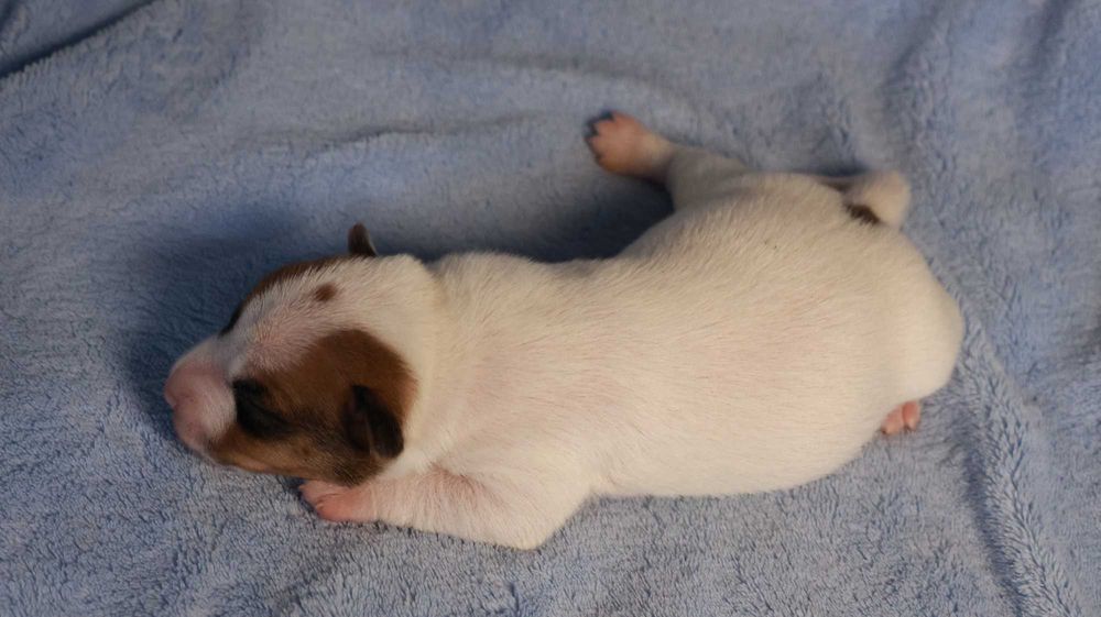 PIESEK Jack Russell Terrier  /BREFIO/badania genet./odbiór XII