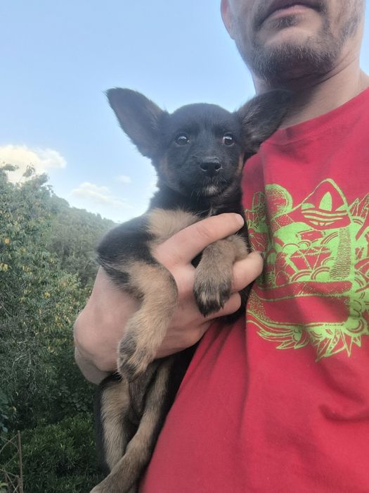 Pequinos traquinas, mãe pinscher n° 6