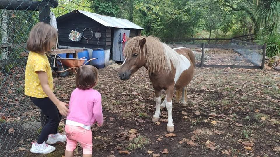 Ponei macho muito manso com as crianças