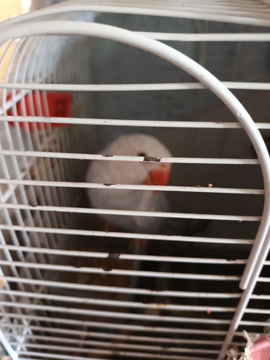 Cedo ringueneks criados a mão.