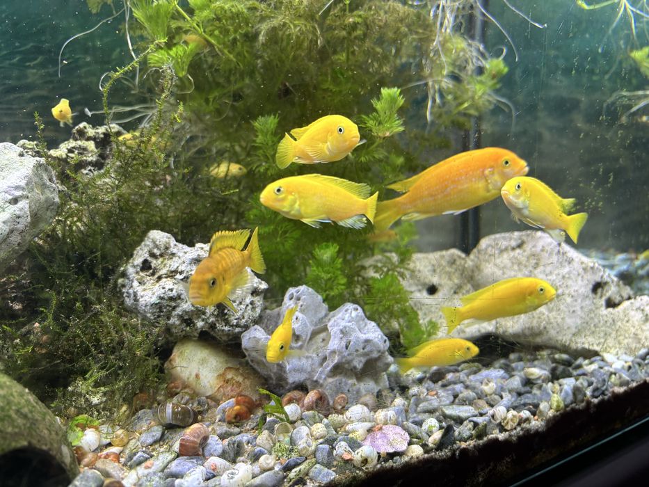 Ciclideos varios tamanhos