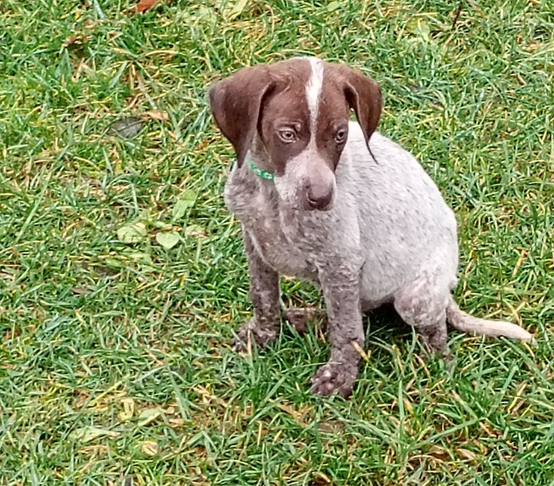 Piesek Wyżeł niemiecki krótkowłosy