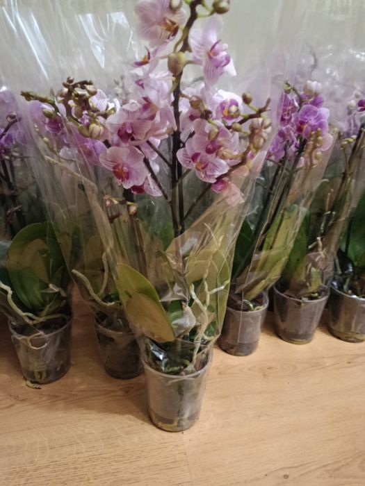 Продам орхідеї трьох кольорів