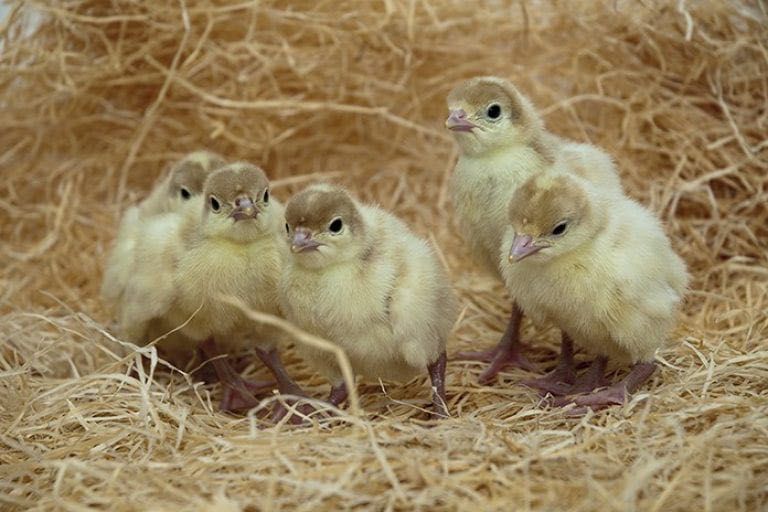 Яйцо Инкубационное| Яйце Інкубаційне | БИГ-6 | БІГ-6