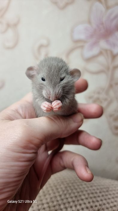 Девочка крыса дамбо графит