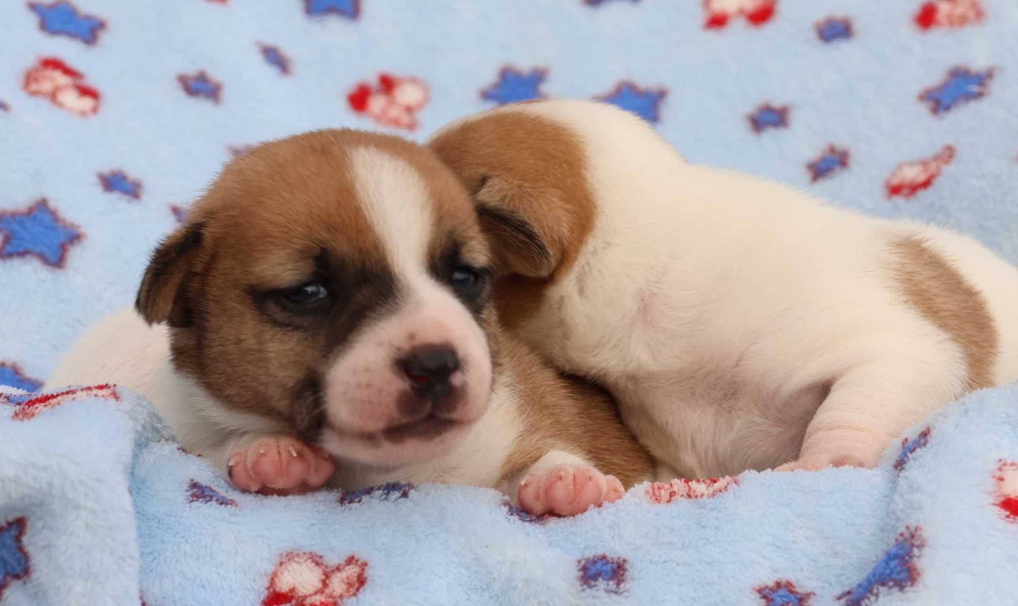 Suczka Jack Russell Terrier z hodowli"BREFIO"/badania genetyczne