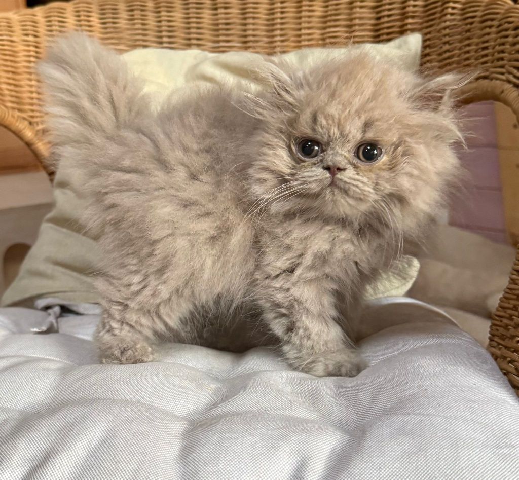 Gatinho british longthair