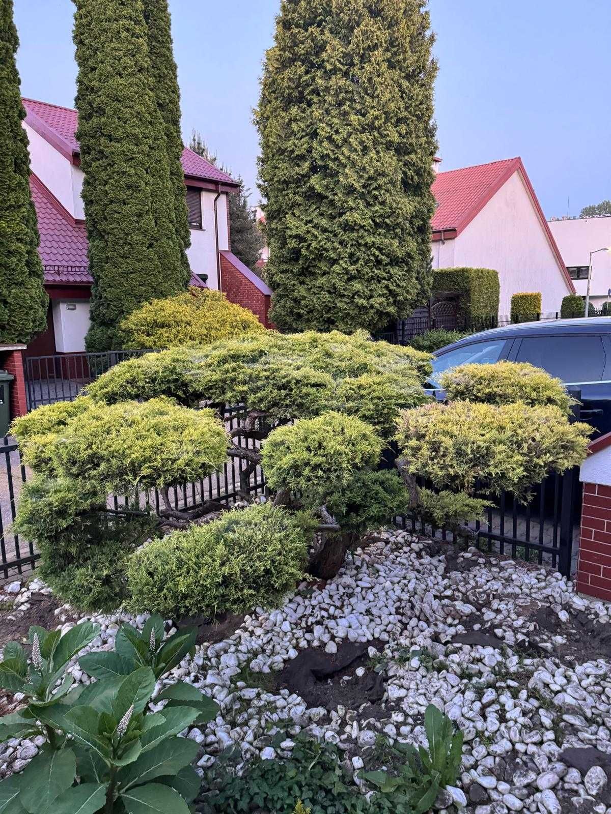 Krzak Jałowca w stylu bonsai, 170cm
