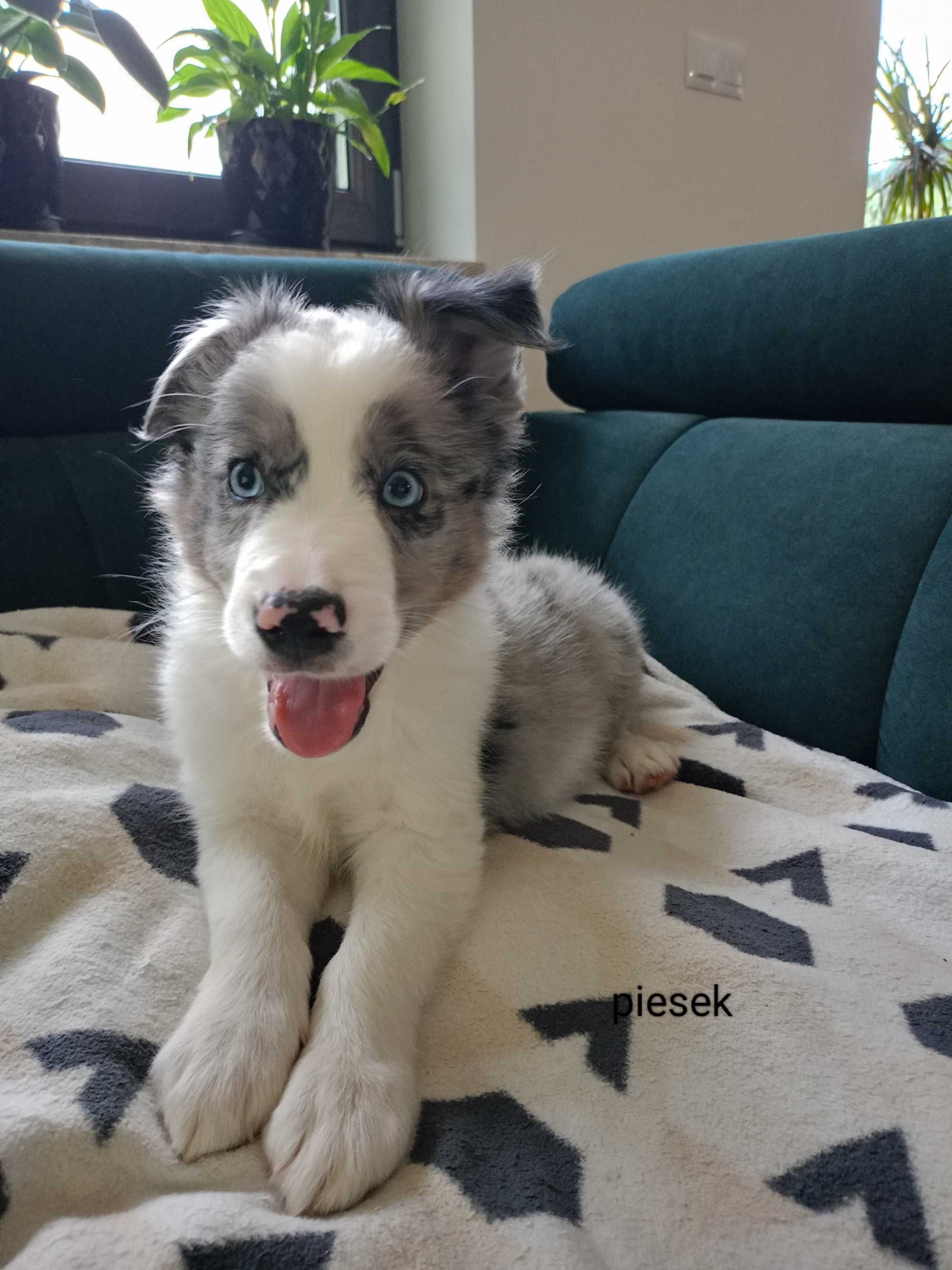 Border Collie piesek blue-merle