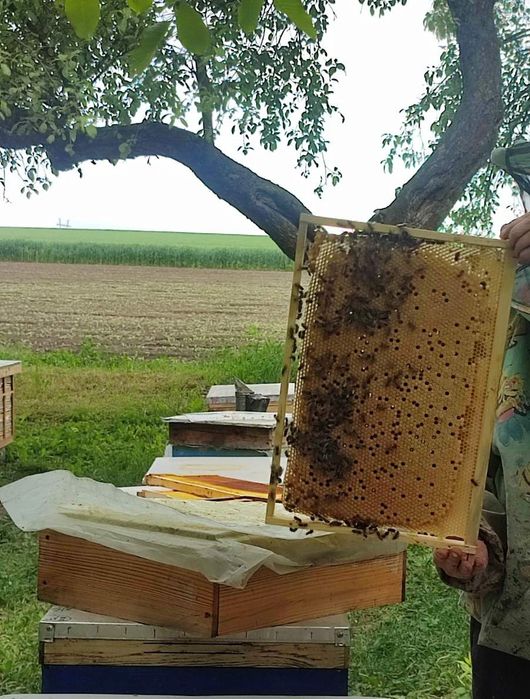 Продам  бджоло-пакети 2026