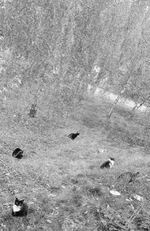 Brakuje karmy ! Bezdomne Kotki proszą o Twoją pomoc :(