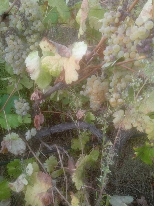 Uvas Azal, zona de Borba de Godim perto de Amarante.