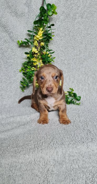 Teckel Chocolate Arlequim mini de Qualidade