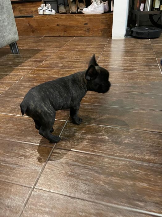 Bulldogue frances