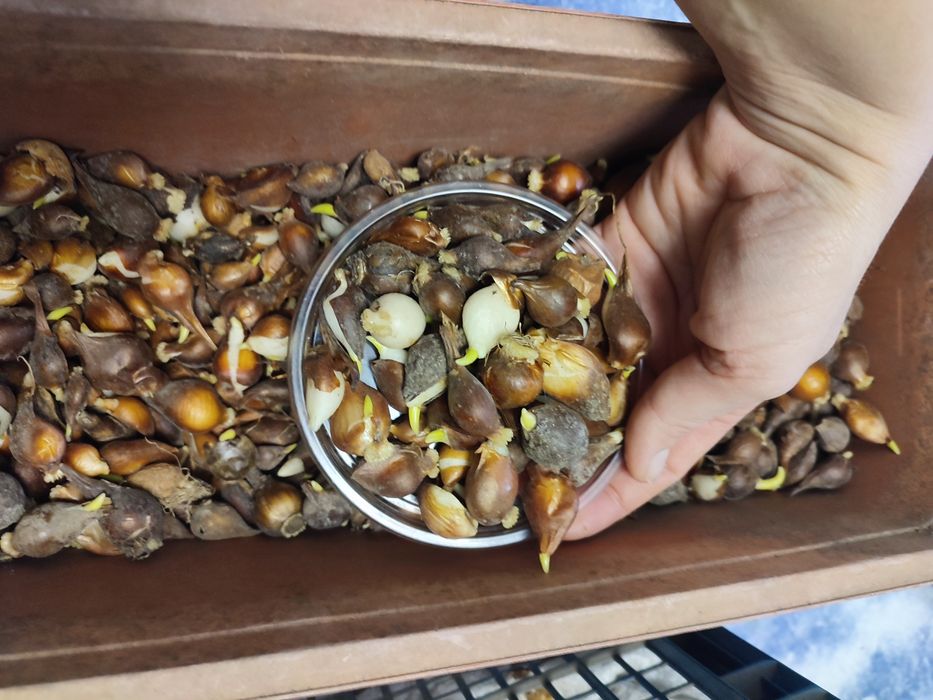 Тюльпаны ,мускари