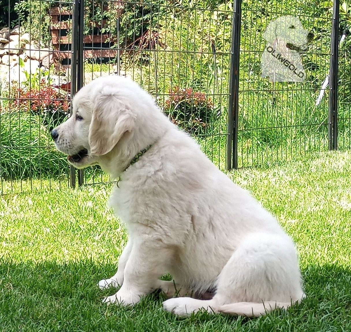 Golden Retriever ZKwP FCI Już do odbioru