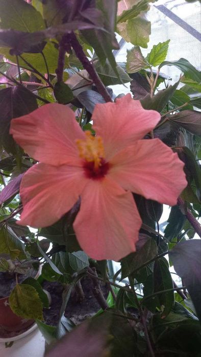 Продам гибискус,розмарин,розы,колеус,хризантемы,жакаранду,авокадо и др