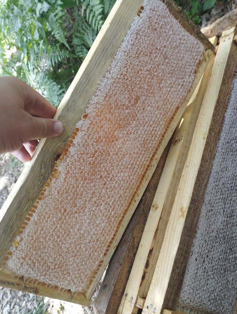 Продам мед лісовий-різнотрав'я