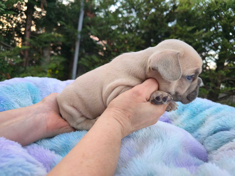 Bulldogue Francês . Top qualidade