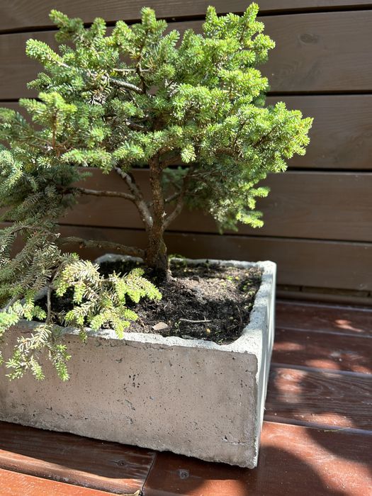 Donica ręcznie wykonana bonsai swierk mini