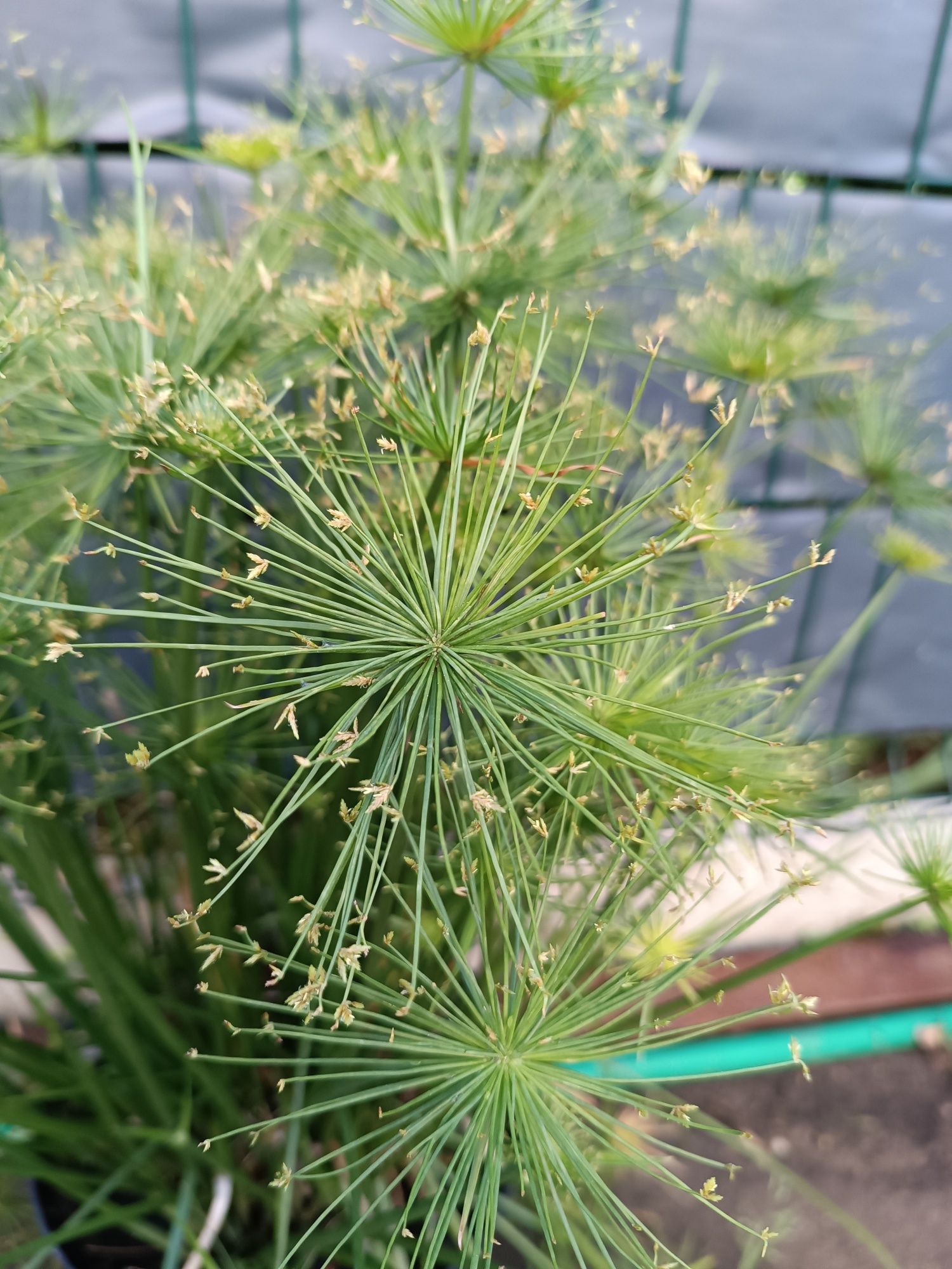 Papirus 'Cedric'
