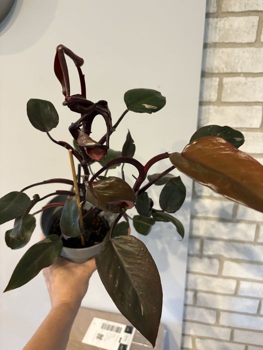Philodendron Pink Princess