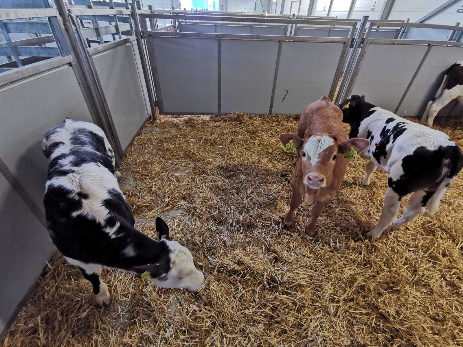 Cielęta  Jałówki MM 50-90 kg POLSKIE.Duży wybór  Ciechanów