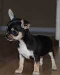 Chihuahua-Czarna Podpalana Suczka