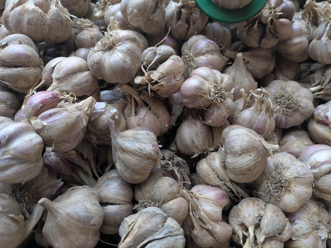 Czosnek ozimy Harnaś 2kg