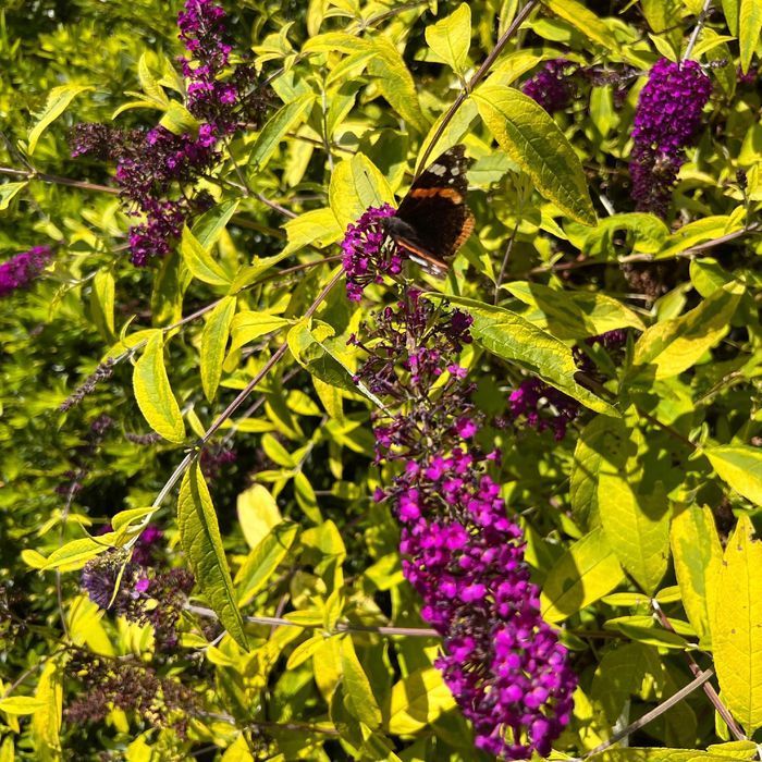 Budleja Dawida 'Santana' (Buddleja davidii) Doniczka 2.0L