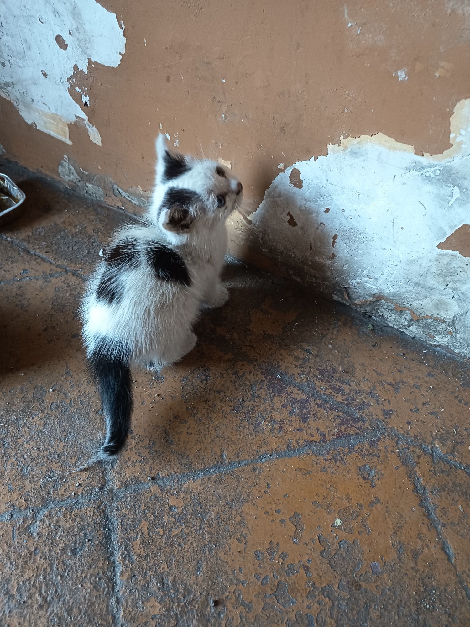 Kotek do oddania