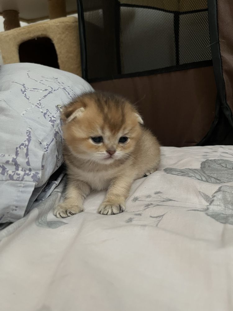 Шотландські кошенята золота шиншила
