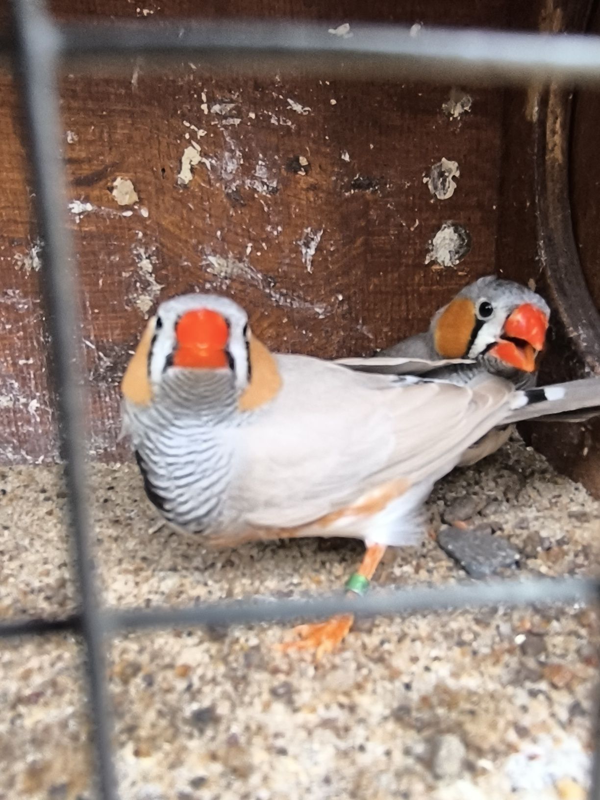 Zeberka amadyna zebrowata