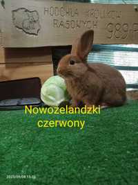 Nowozelandzki czerwony rodowód