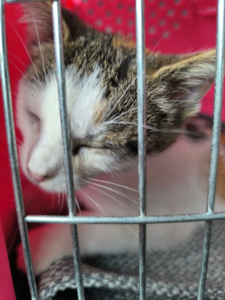 Śliczna kotka do adopcji