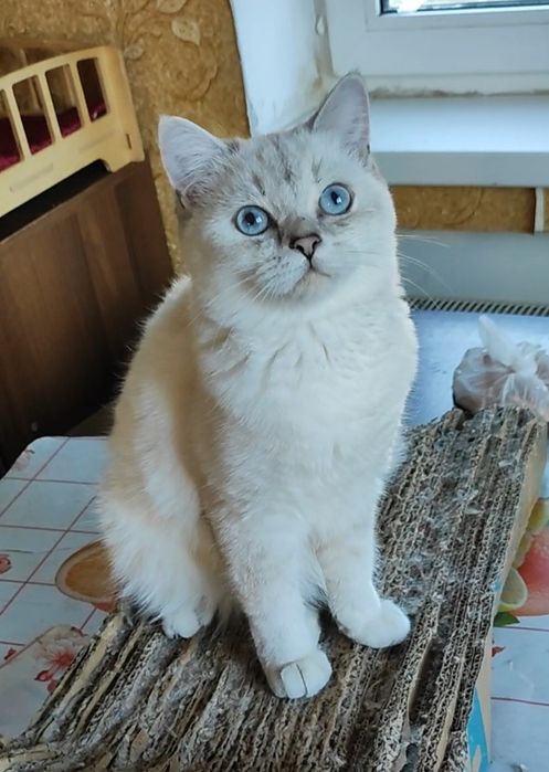 Шотландский мальчик шиншиллки поинт