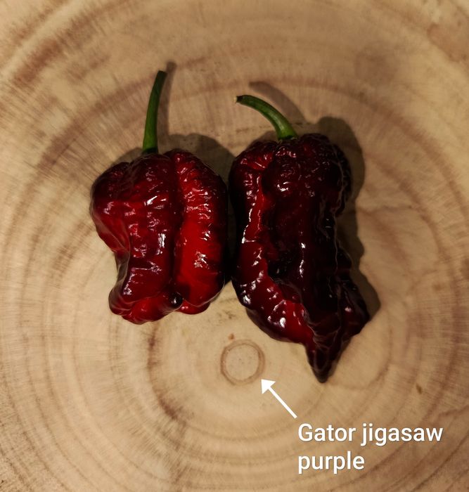 Caixa de malaguetas frescas ardência Nuclear