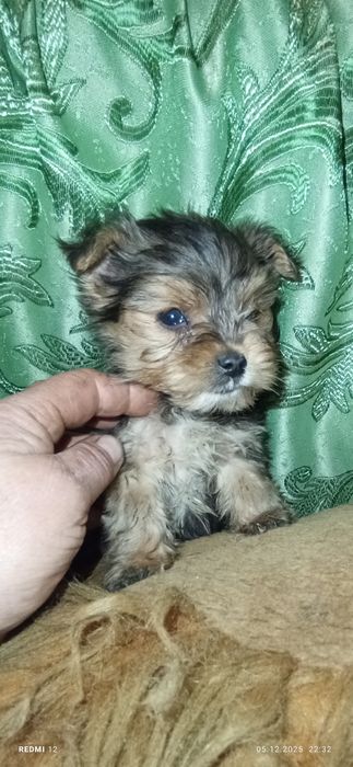 Хлопчик міні йорк