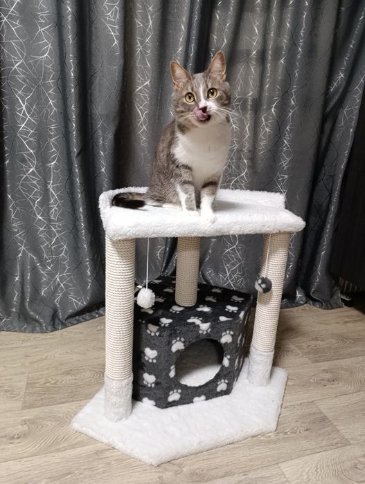 Будинок для кота, кішки , кошеня. ког