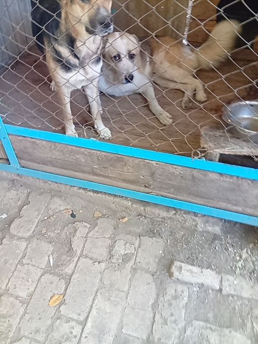 Отдадим собак в хорошие руки