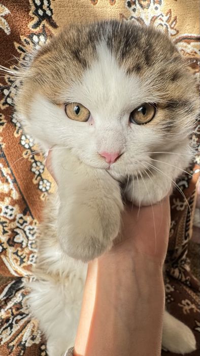 Кішечка в добрі руки